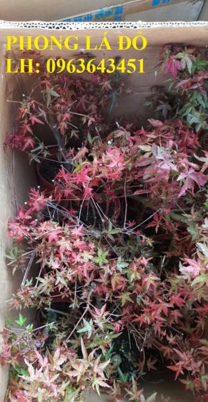 Cung cấp cây phong lá đỏ, cây phong lá đỏ cỡ lớn, cây phong lá đỏ bonsai làm cảnh, uy tín,chất lượng