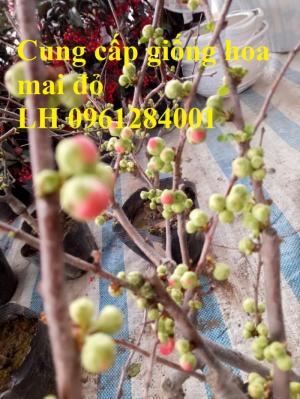 Cung cấp cây hoa mai đỏ chơi tết, hoa mai đỏ số lượng lớn