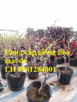Cung cấp cây hoa mai đỏ chơi tết, hoa mai đỏ số lượng lớn