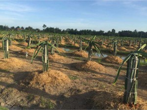 Đất vườn thanh Long phường 5 Tân An chính chủ
