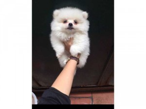 Phốc sóc đực 2 tháng tuổi