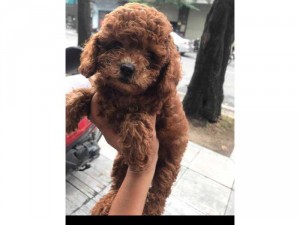 Pu đồ đực cái 2 tháng nâu đỏ lông xoăn