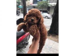Pu đồ đực cái 2 tháng nâu đỏ lông xoăn