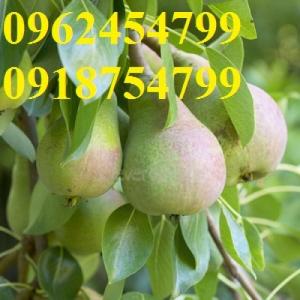 Bán Giống Cây Lê Đỏ Nam Phi, Cây Lê Đỏ, Cây Lê Vàng, Cây Lê Nam Phi, Chuẩn Giống, Giao Cây Toàn Quốc