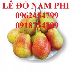 Bán Giống Cây Lê Đỏ Nam Phi, Cây Lê Đỏ, Cây Lê Vàng, Cây Lê Nam Phi, Chuẩn Giống, Giao Cây Toàn Quốc