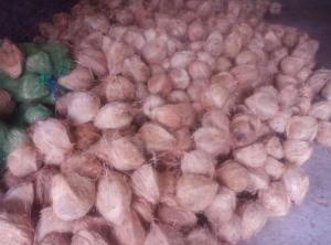Dừa Tươi, Dừa Khô