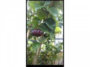 Cây giống Suriname cherry trái đen