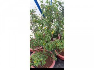 Cây giống Suriname cherry trái đen