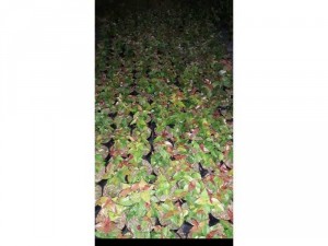 Cây giống Suriname cherry trái đen