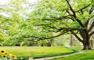 Tranh cho người tuổi sửu- gạch tranh 3d
