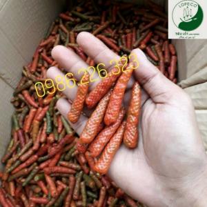 Tiêu lốt (tiêu lốp) là một loại dược phẩm gia vị thích hợp với mọi món ăn, giúp gia đình bạn có một bữa ăn ngon, nâng cao sức đề kháng và phòng chống nhiều bệnh tật Tiêu lốt được ứng dụng làm thực phẩm chức năng, dược liệu, gia vị, chiết xuất tinh dầu…
Tiêu lốt được dùng khá thông dụng trong các món ăn Ấn Độ và Bắc Phi. Do sự khác biệt trong thành phần terpene nên tiêu đen không thay thế được tiêu lốt. Hương vị của tiêu lốt được xem là pha trộn giữa cay và ngọt. Tiêu lốt cay hơn tiêu đen nên người ‘ít ăn cay’ nên thận trọng. Tiêu lốt đến với Châu Âu trước cả tiêu đen hiện nay. Với hương vị vừa cay nồng vừa ngọt ngào, nó được chọn là gia vị ưu tiên trong bữa ăn.
Trong y học cổ truyền, tiêu lốt được sử dụng để trị bệnh hen phế quản, khó tiêu, sâu răng, thuốc kích thích tình dục. Tiêu lốt là một loại thuốc có khả năng quan trọng trong việc nâng cao trí nhớ, trí tuệ, dùng khôi phục sức khỏe sau khi bị bệnh
Ngoài ra, tiêu lốt là vị thuốc chữa ho, khó thở, bệnh phong, tiểu đường, đau bụng, thiếu máu, ăn không ngon .Nó cũng được sử dụng như một loại thuốc giải độc rắn cắn, bò cạp chích.
Với rất nhiều công dụng và dược tính tốt, Tiêu lốt thật sự là một loại gia vị không thể thiếu trong mọi bữa ăn của gia đình
Để mua hàng gọi ngay đến SĐT:0986.226.323
#muối_tiêu_lốt #muối_tiêu_lôp #muối #muối_tiêu #muối_tiêu_dài_ấn_độ #muối_tiêu_đen #tiêu_lốt_khô #tiêu_lốp_khô #tiêu_lốt_tươi #long_pepper #tiêu_lốp #tiêu_lốp_tươi #tiêu_lốp_khô_sạch #tieulop #long_pepper #muối_tiêu #muối_tiêu_đen #muối_tây_ninh #tiêu_lốt_làm_muối #tiêu_lốt_khô #tiêu_lốt_tươi #tiêu_lốt_organic #nấu_ăn_cùng_tiêu_lốt