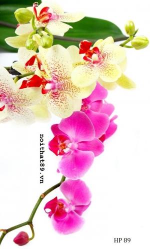 Tranh hợp tuổi mão - gạch tranh 3d