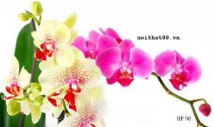 Tranh hợp tuổi mão - gạch tranh 3d