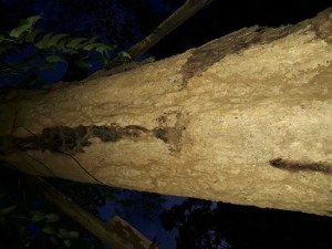 Bán 2 cây hương huyết