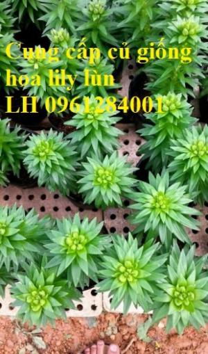 Chuyên sỉ, lẻ củ hoa lily lùn, kỹ thuật trồng hoa ly lùn trong chậu đón Tết
