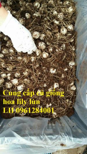 Chuyên sỉ, lẻ củ hoa lily lùn, kỹ thuật trồng hoa ly lùn trong chậu đón Tết