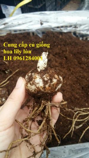 Chuyên sỉ, lẻ củ hoa lily lùn, kỹ thuật trồng hoa ly lùn trong chậu đón Tết