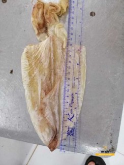 Khô mực giá sỉ con lớn
