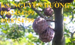 Bán Giống Cây Na Tím, Chuẩn Giống, Hỗ Trợ Kỹ Thuật, Giao Cây Toàn Quốc