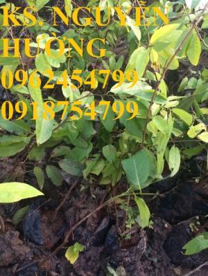 Bán Giống Cây Na Tím, Chuẩn Giống, Hỗ Trợ Kỹ Thuật, Giao Cây Toàn Quốc