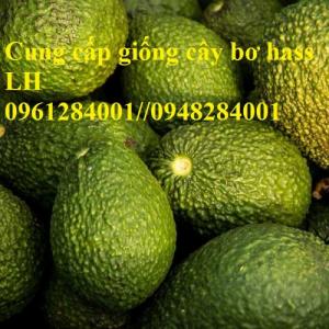 Cung cấp giống cây bơ hass, cây bơ hass, giống cây bơ, uy tín, chất lượng