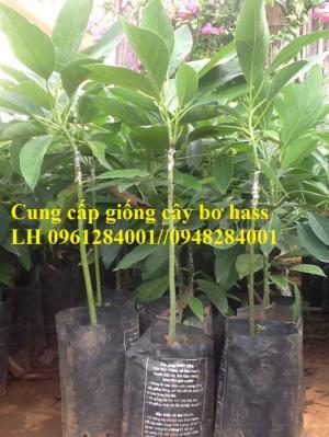 Cung cấp giống cây bơ hass, cây bơ hass, giống cây bơ, uy tín, chất lượng