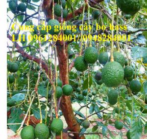 Cung cấp giống cây bơ hass, cây bơ hass, giống cây bơ, uy tín, chất lượng