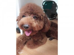 Cần tìm vợ cho bé poodle nâu đỏ, hơn 1 tuổi