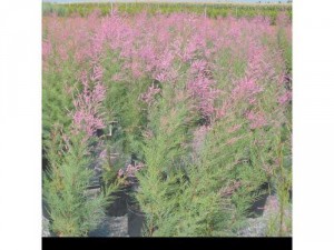 Cây tùng hồng ( Pink Cascade )