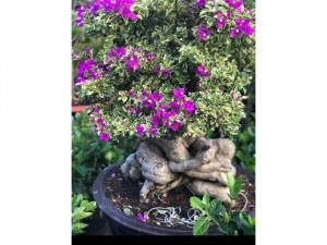 Hoa giấy Cẩm Thạch