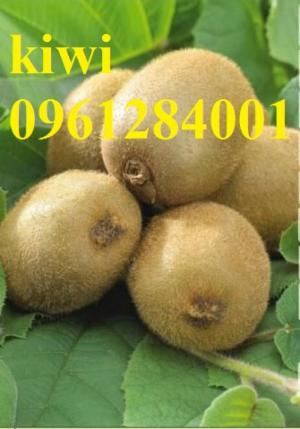 Chuyên cung cấp giống cây kiwi, kiwi, cây giống nhập khẩu chất lượng cao