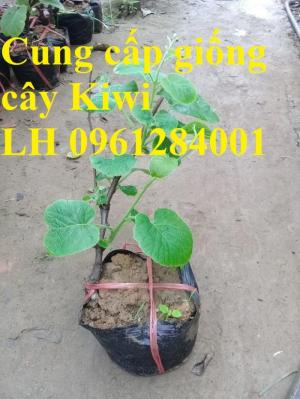 Chuyên cung cấp giống cây kiwi, kiwi, cây giống nhập khẩu chất lượng cao