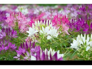 Cây giống Hồng ri ( Tuý điệp )