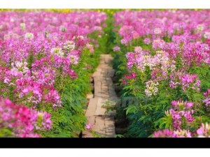 Cây giống Hồng ri ( Tuý điệp )