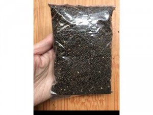 Cây giống Hồng ri ( Tuý điệp )