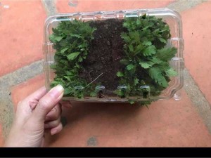 Giống cúc thân gỗ ( Cúc trường thọ )
