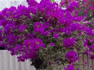Bông giấy Mỹ đủ màu