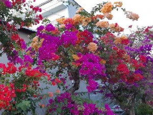 Bông giấy Mỹ đủ màu
