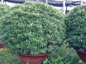 Cây mai vạn phúc to đẹp