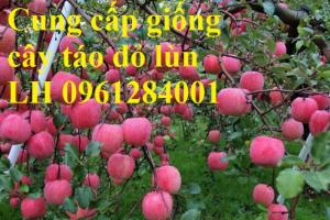 Trồng táo tây siêu lùn, cây táo đỏ lùn F1, táo đỏ, cây giống nhập khẩu chất lượng cao