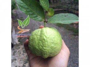 Cây Ổi Lê - Ổi Nữ Hoàng đang có bông trái