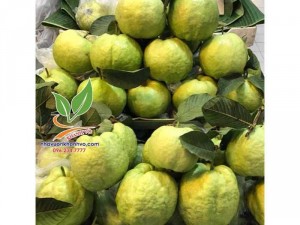Cây Ổi Lê - Ổi Nữ Hoàng đang có bông trái