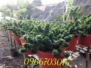 Cây ngâu tàu trên 30 năm tuổi