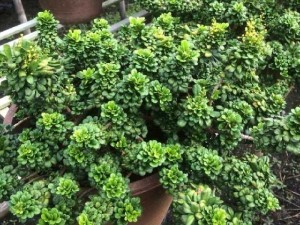 Cây ngâu tàu trên 30 năm tuổi