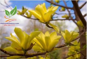 Cây hoa mộc lan đẹp đến xiêu lòng người