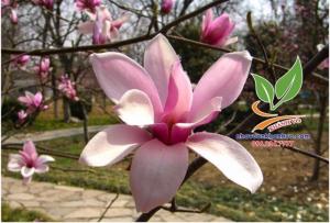 Cây hoa mộc lan đẹp đến xiêu lòng người