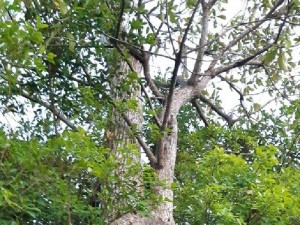 Cây lộc vừng hoành 220 cao trên 10m