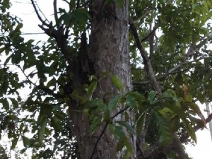 Cây lộc vừng hoành 220 cao trên 10m