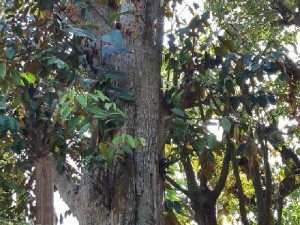 Cây vú sữa cổ thụ hoành 300