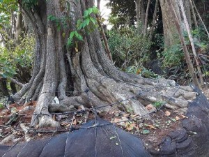 Cây vú sữa cổ thụ hoành 300